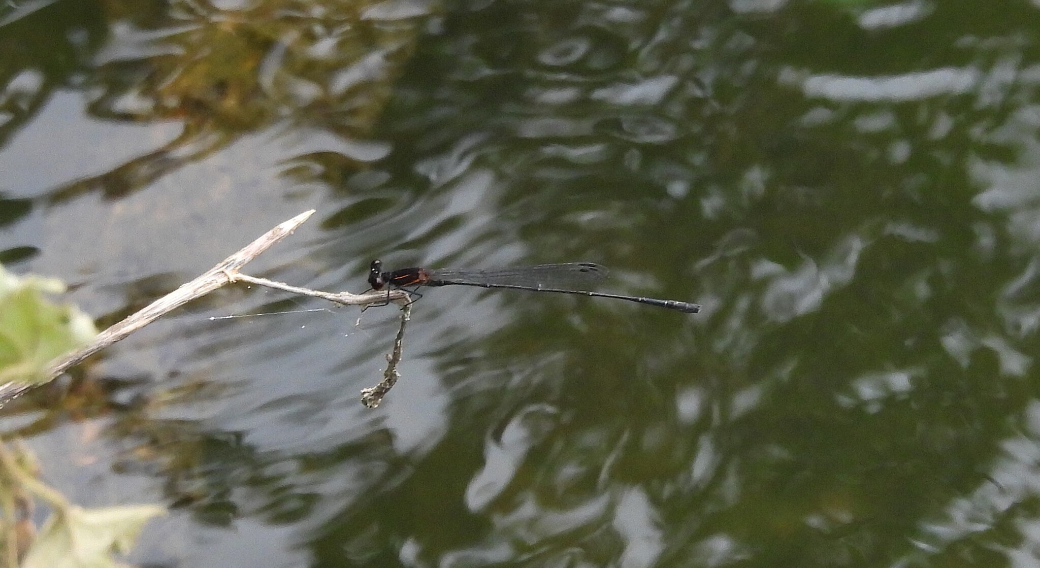 Orange-Striped Threadtail