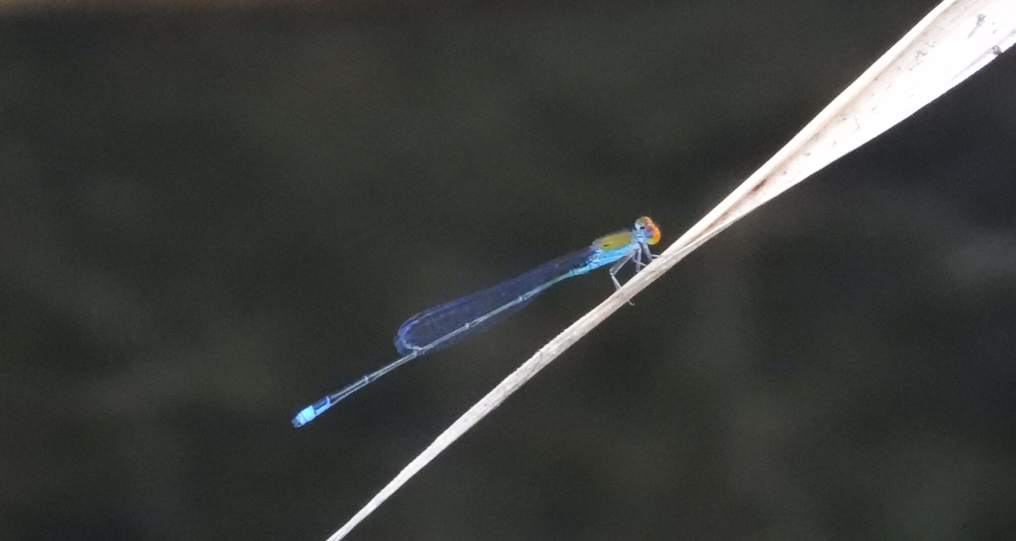 Orange-Faced Sprite