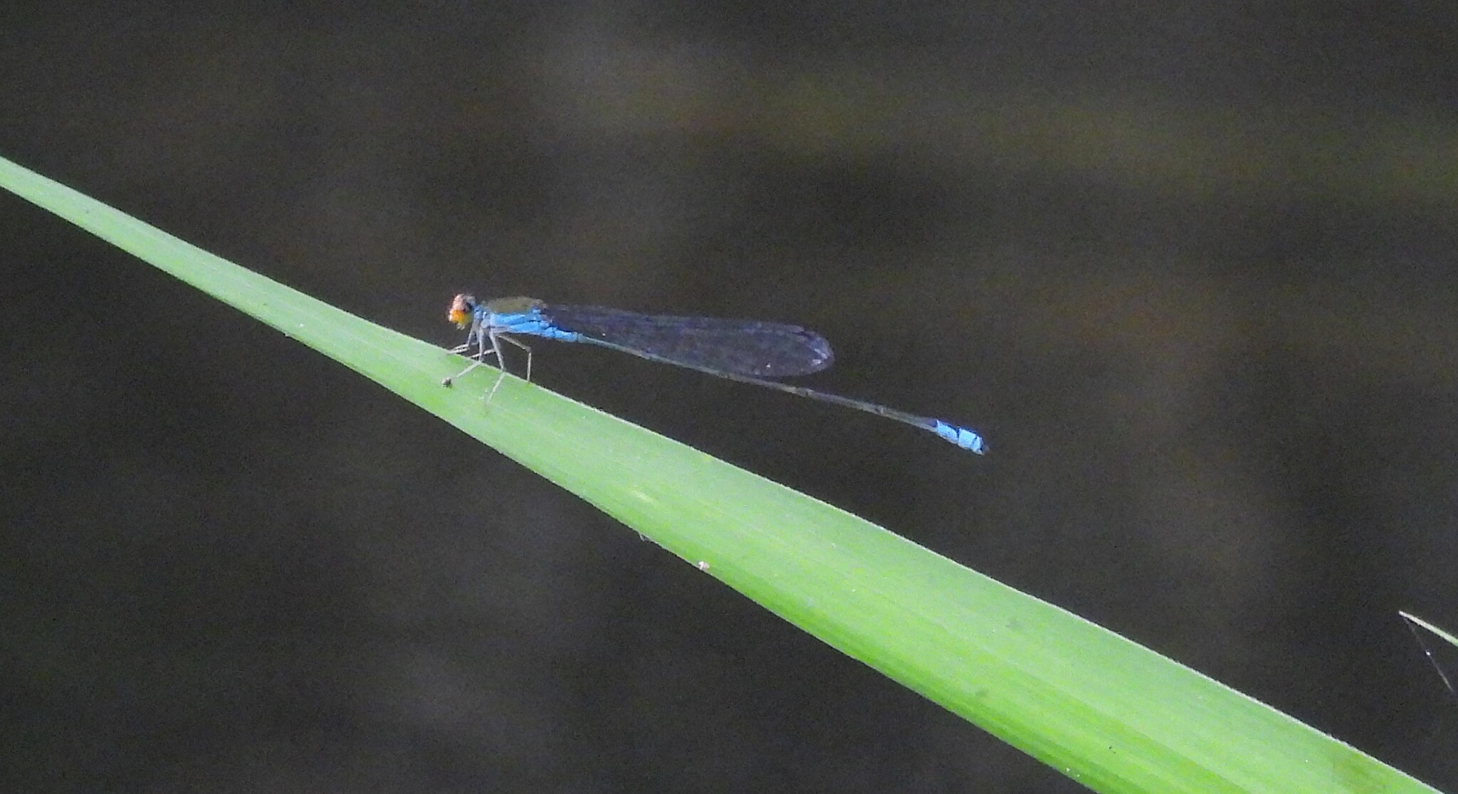 Orange-Faced Sprite