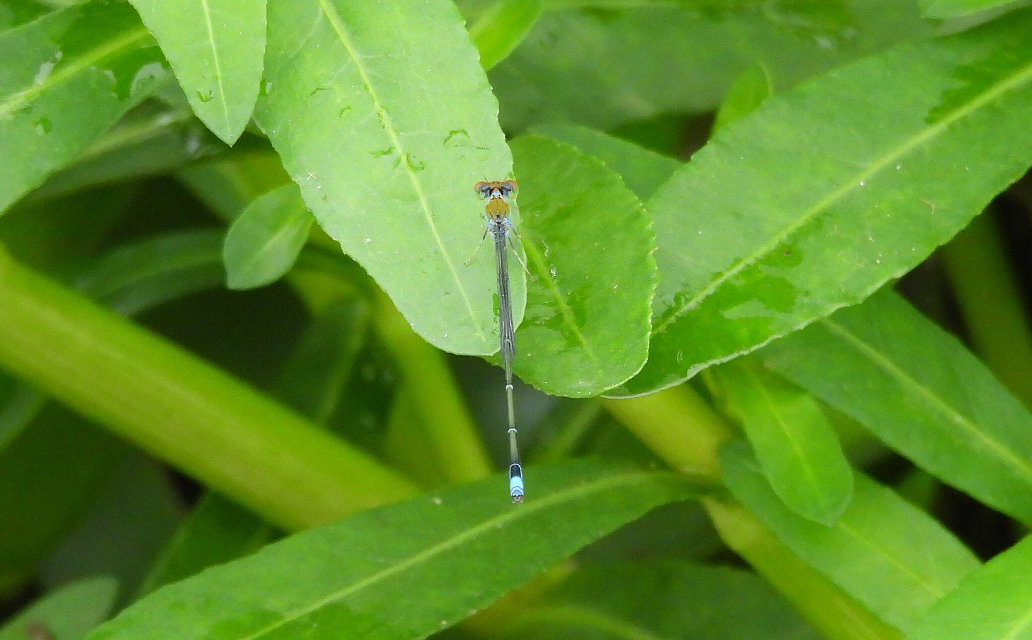 Orange-Faced Sprite