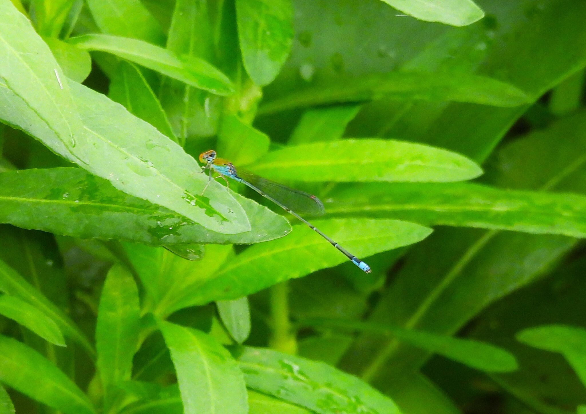 Orange-Faced Sprite