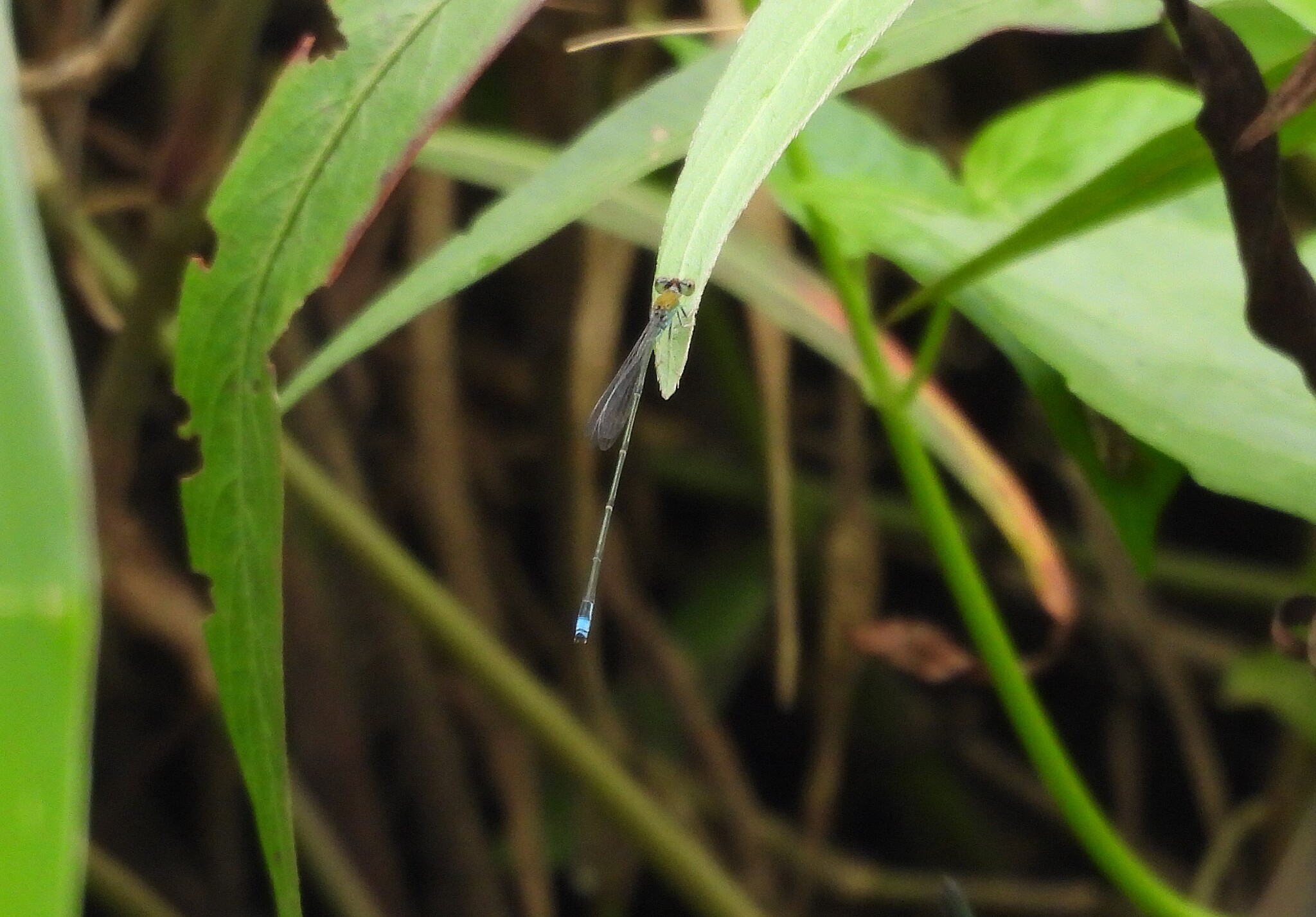 Orange-Faced Sprite