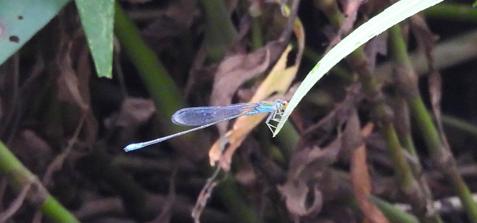 Orange-Faced Sprite