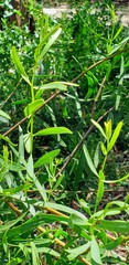 Santalum spicatum