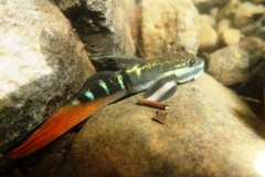 Sicyopterus eudentatus