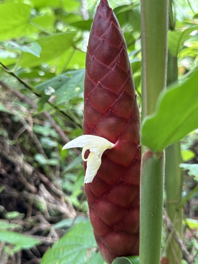 Zingiber corallinum