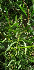 Santalum spicatum