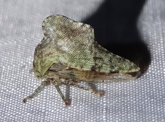 Heliria cornutula