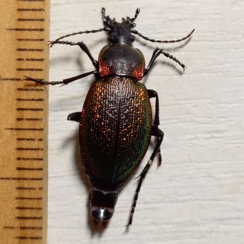 Carabus macleayi