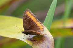 Pedaliodes symmachus