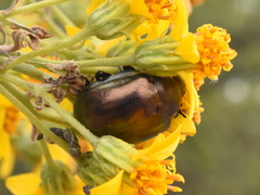 Leptinotarsa behrensi