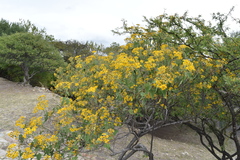 Dendroviguiera quinqueradiata