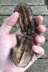 Jacaranda caucana