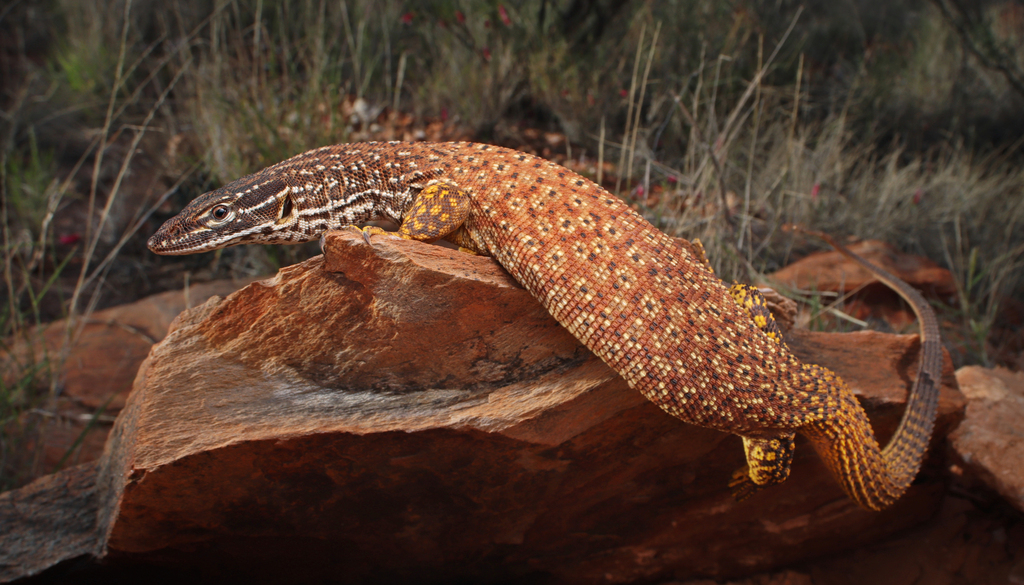 Varan à queue épineuse (Ackie) (Varanus acanthurus)