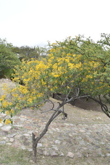 Dendroviguiera quinqueradiata