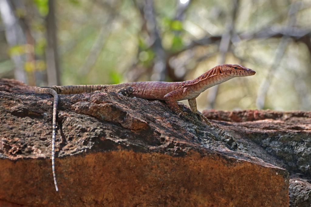 Northern Pilbara Rock Monitor