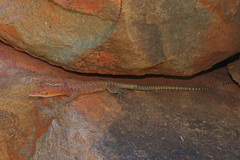 Northern Pilbara Rock Monitor photo 2