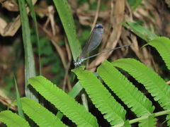 Psolodesmus mandarinus dorothea