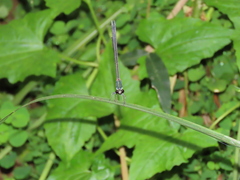 Psolodesmus mandarinus dorothea