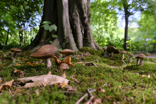 Leccinellum pseudoscabrum