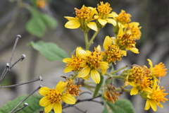 Dendroviguiera quinqueradiata