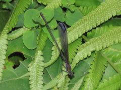 Psolodesmus mandarinus dorothea