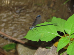 Psolodesmus mandarinus dorothea