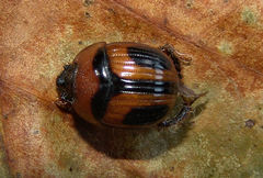 Bolbocerosoma confusum