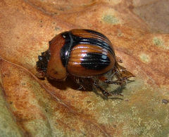 Bolbocerosoma confusum