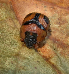 Bolbocerosoma confusum