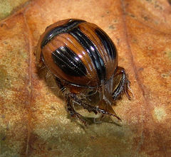 Bolbocerosoma confusum