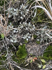 Astragalus gilviflorus