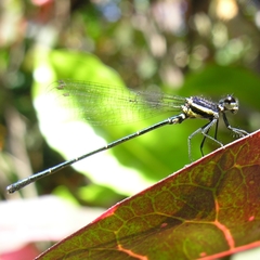 Onychargia atrocyana