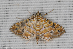 Ommatospila narcaeusalis