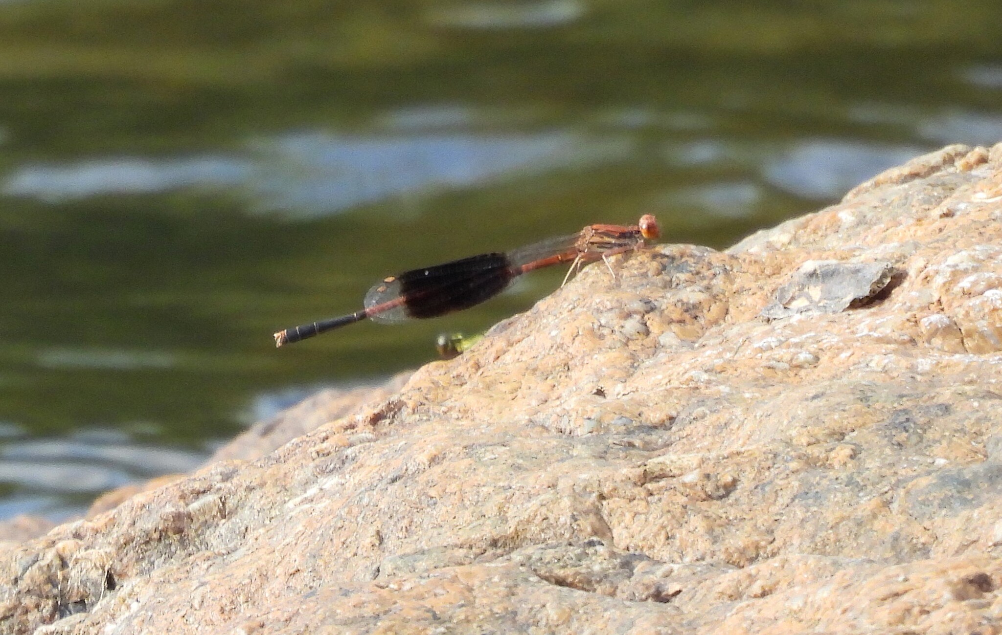 Orange-Striped Threadtail