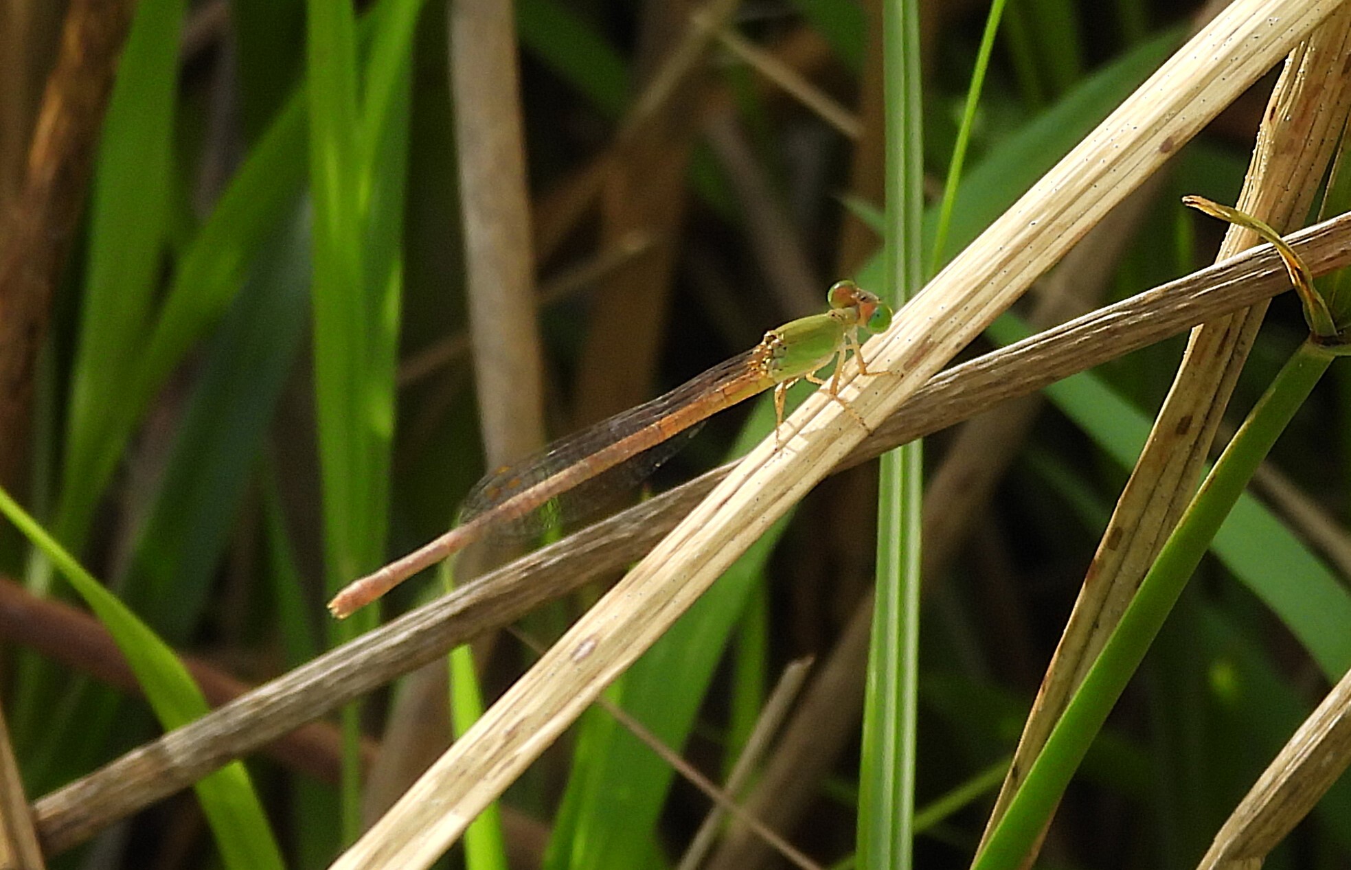 Coromandel Marsh Dart