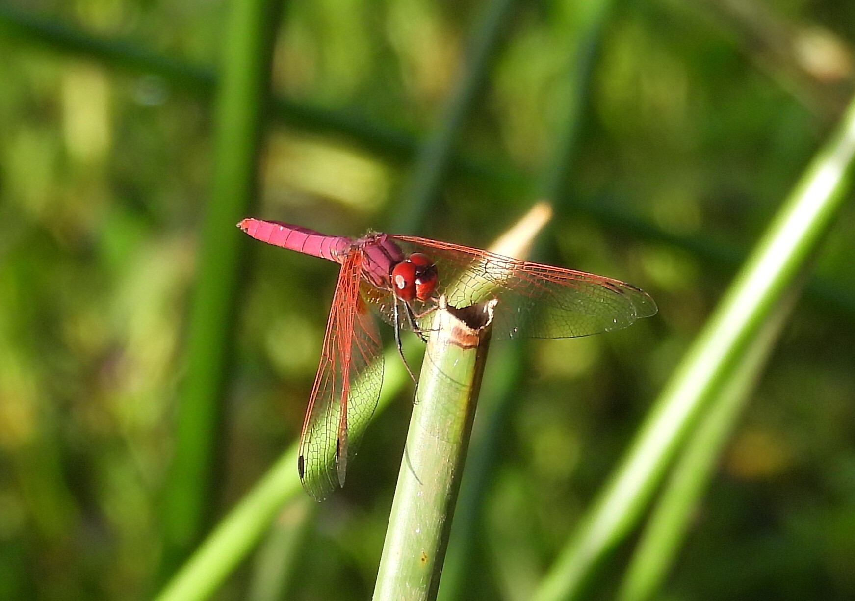 Crimson Marsh Glider