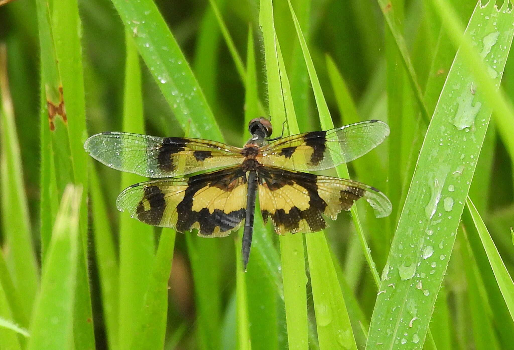 Common Picture Wing