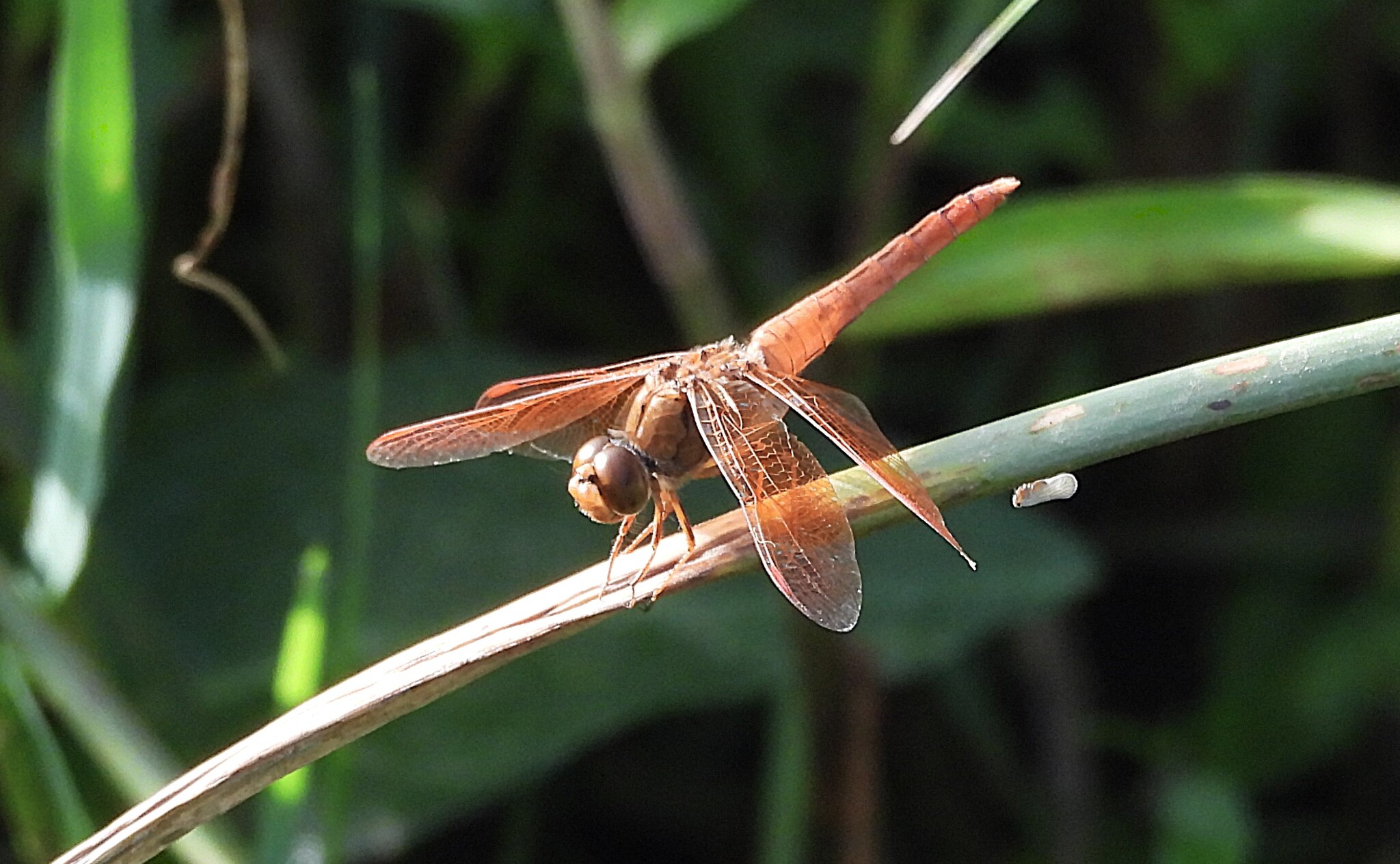 Ditch Jewel