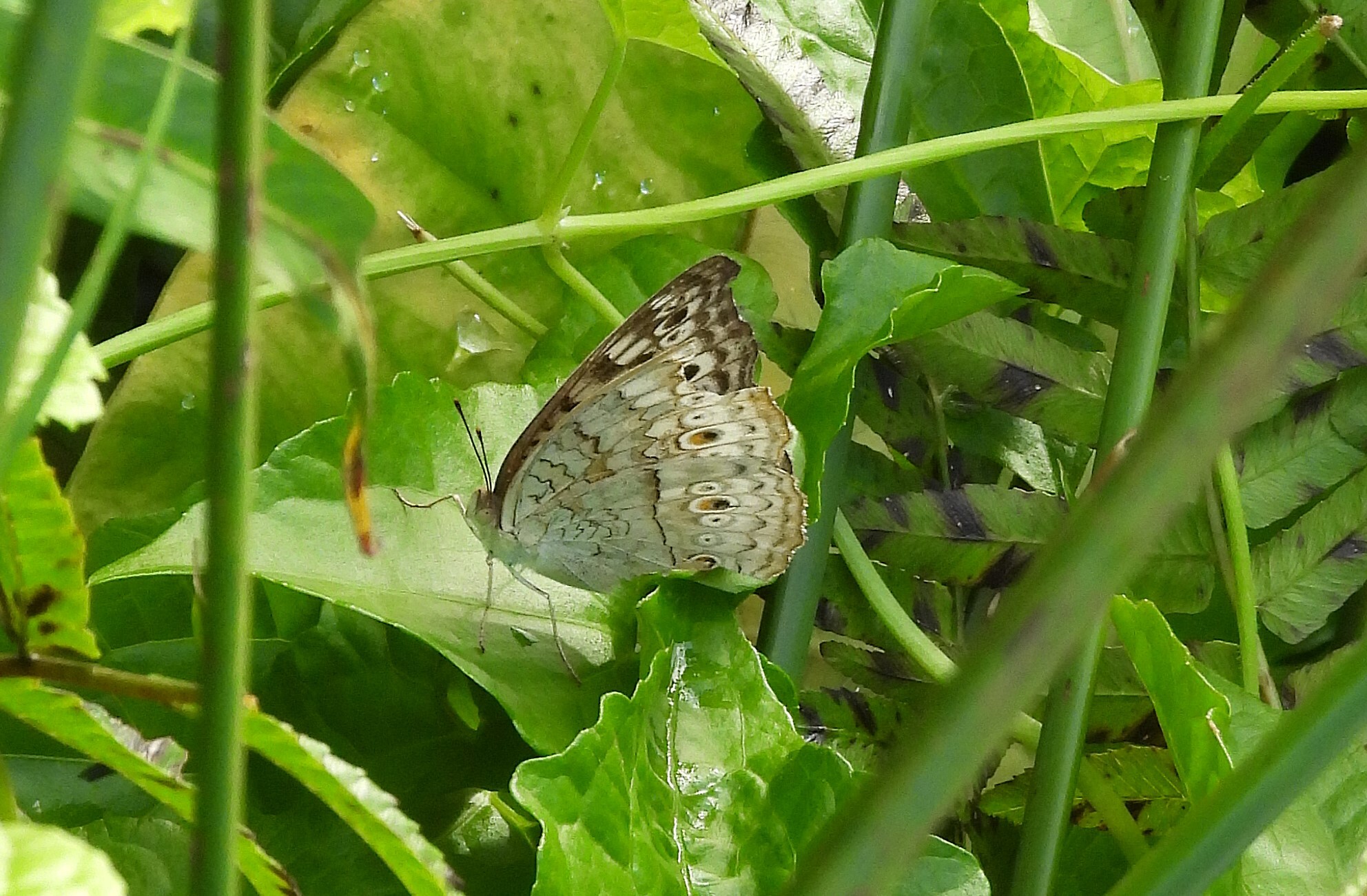 Grey Pansy