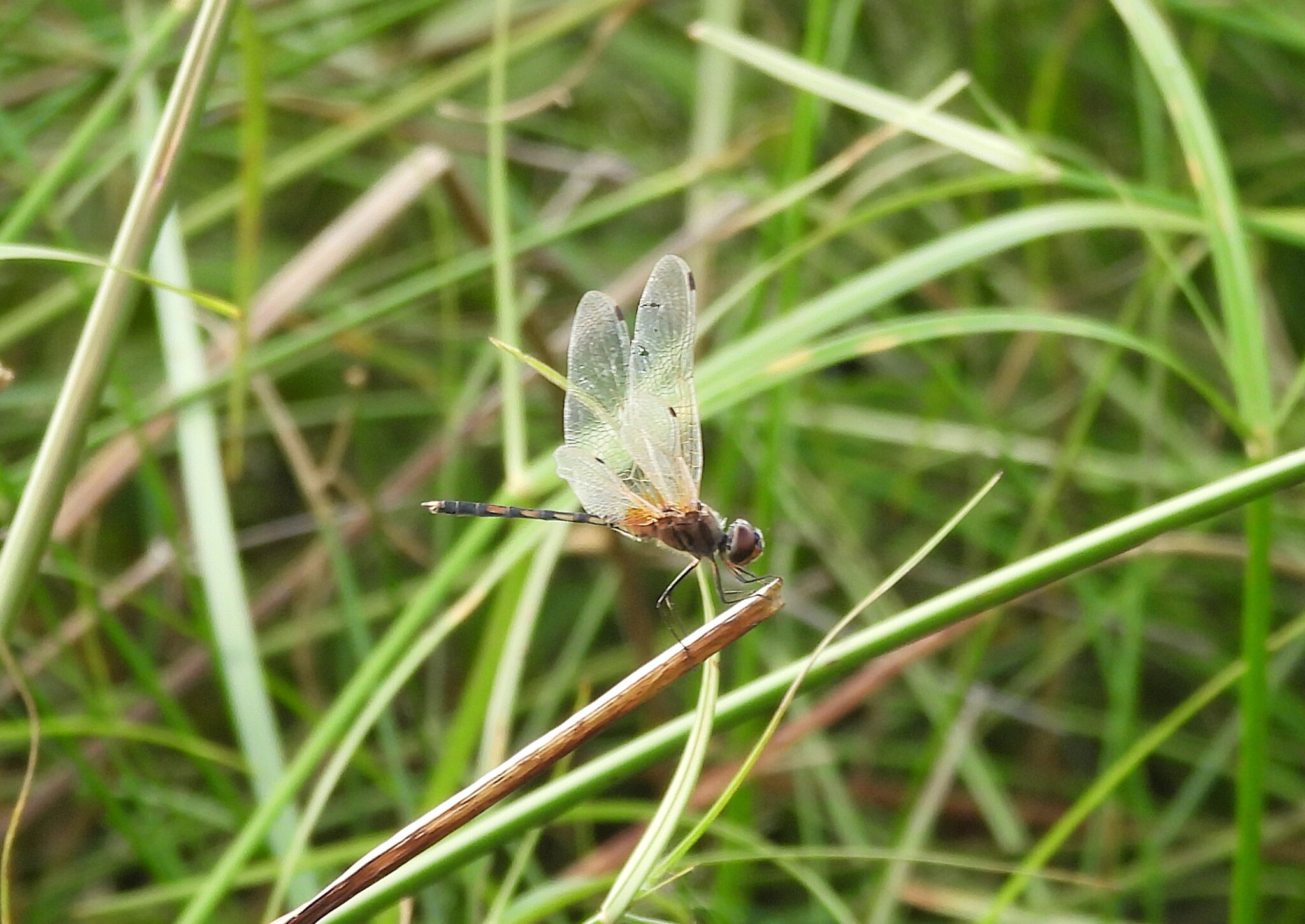 Long-Legged Marsh Glider