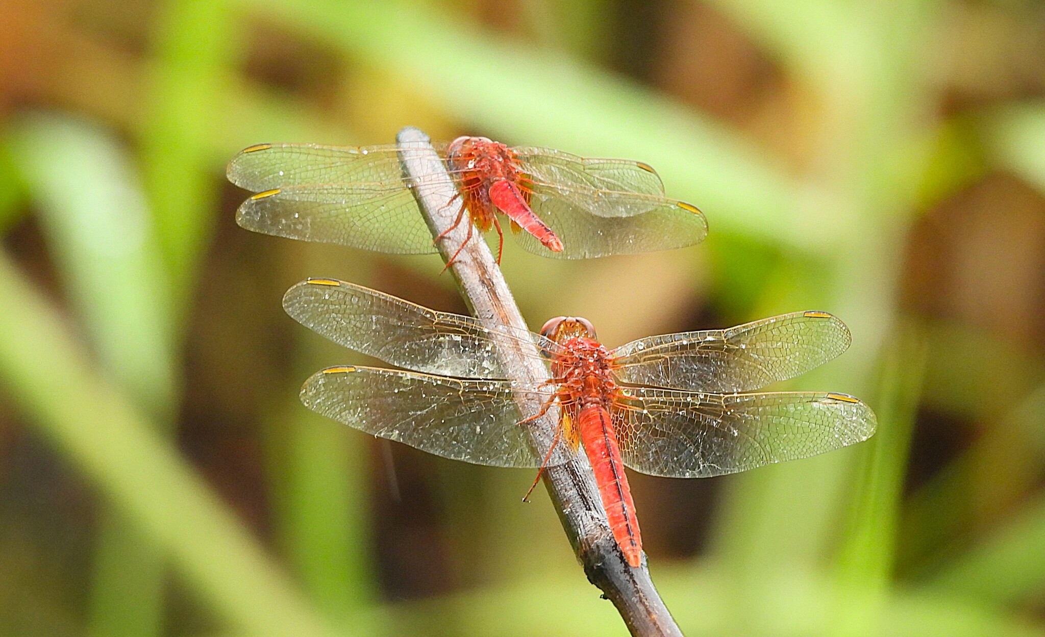 Scarlet Skimmer