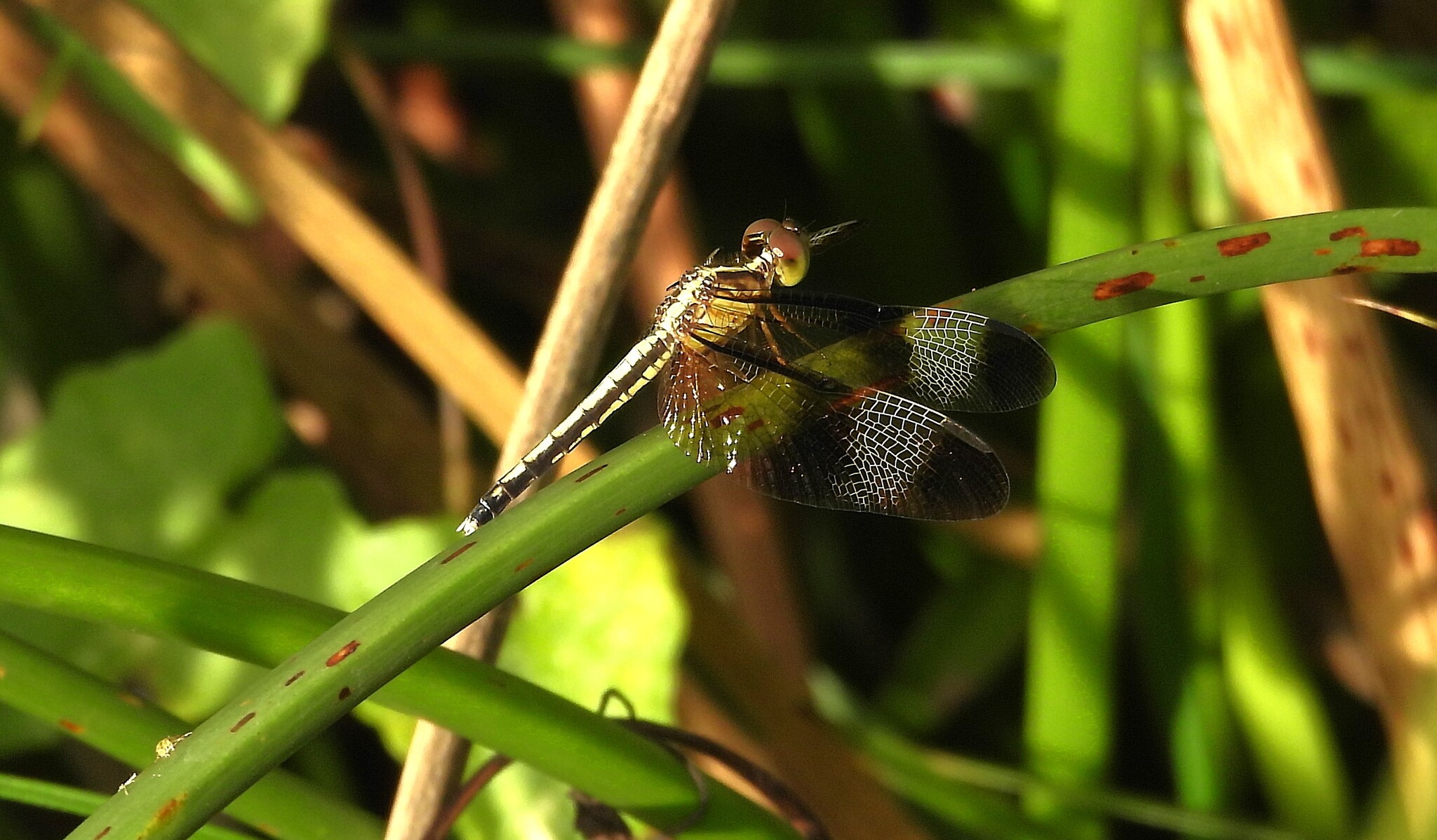 Pied Paddy Skimmer