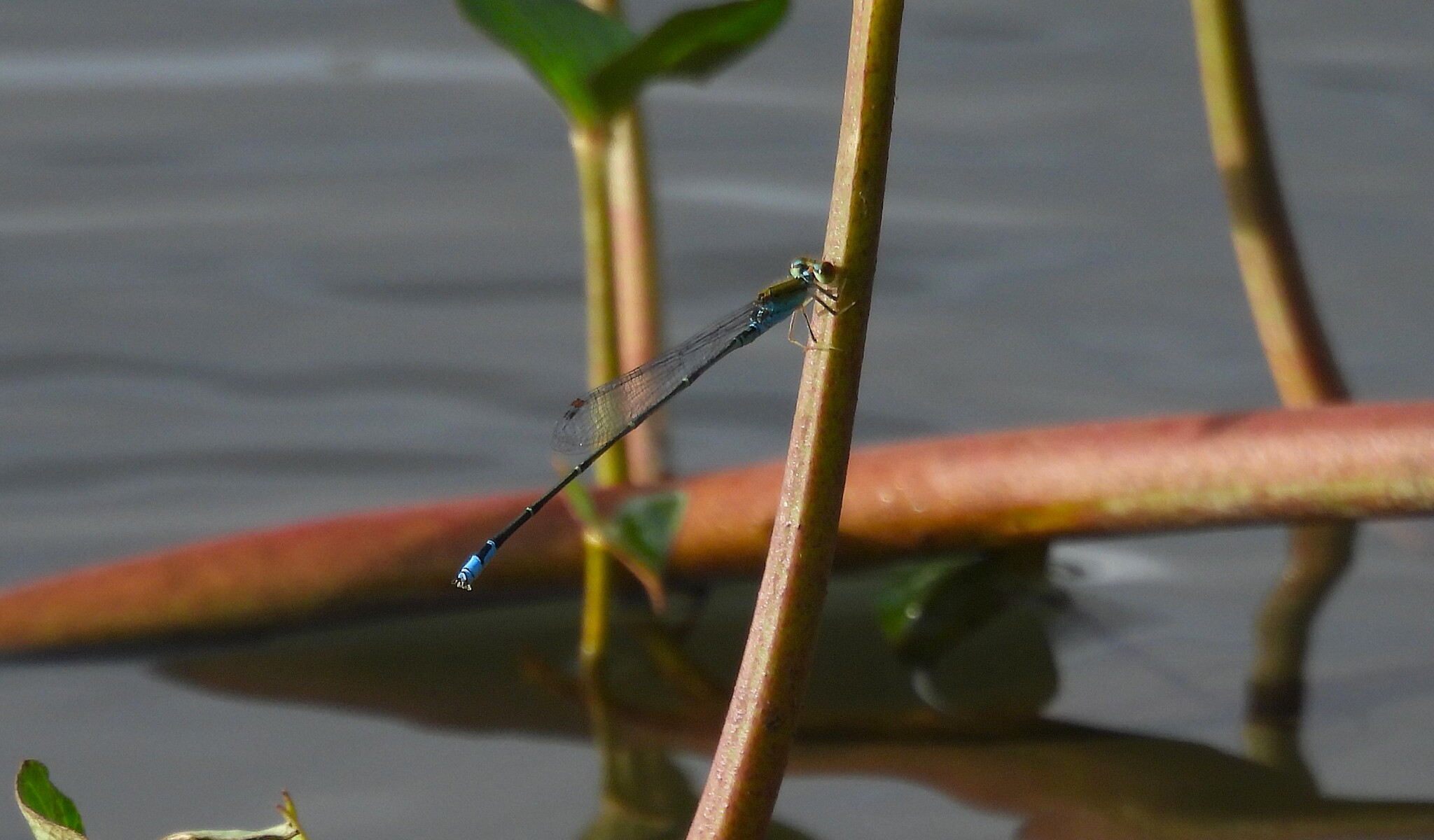 Orange-Faced Sprite