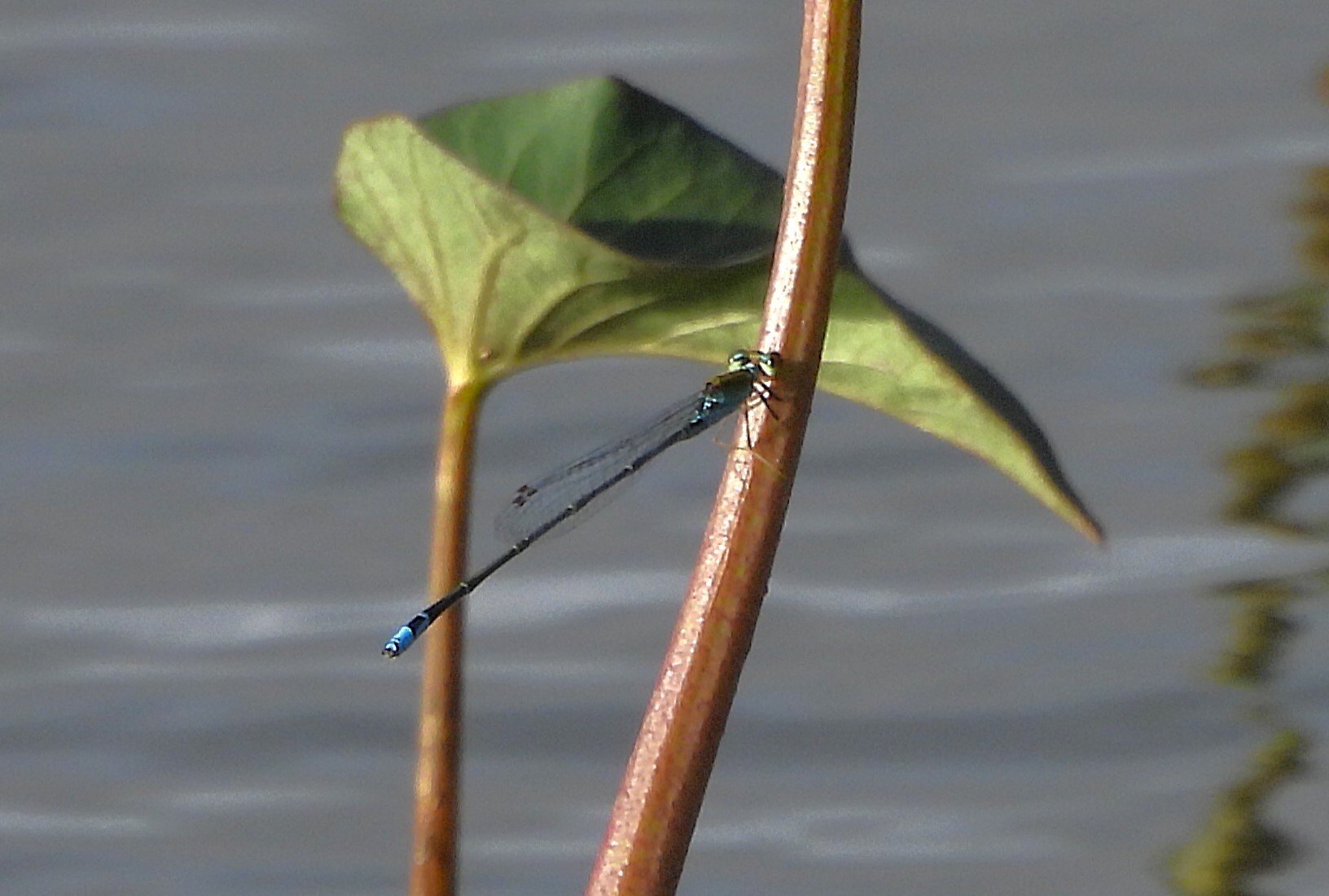 Orange-Faced Sprite