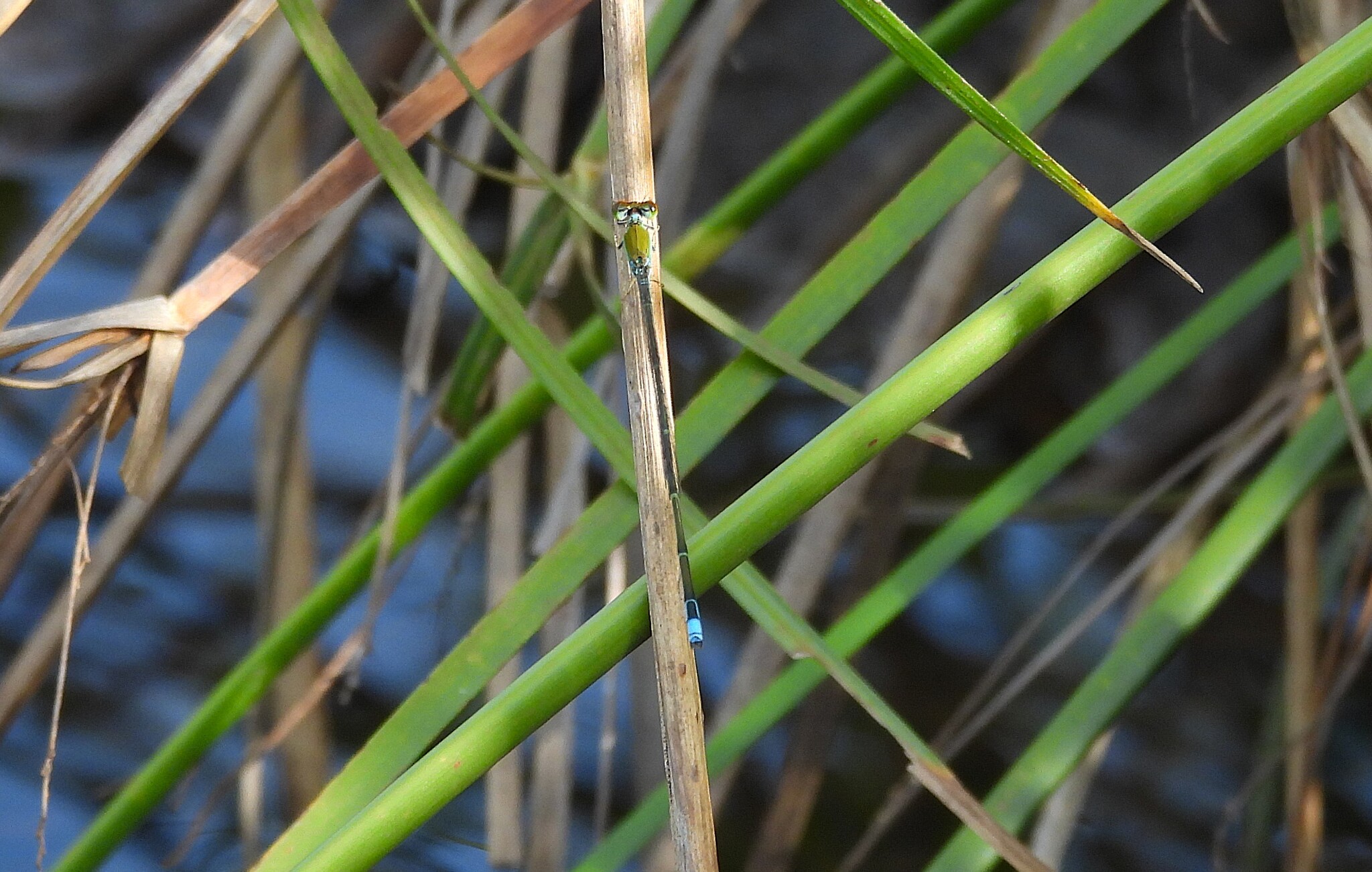 Orange-Faced Sprite