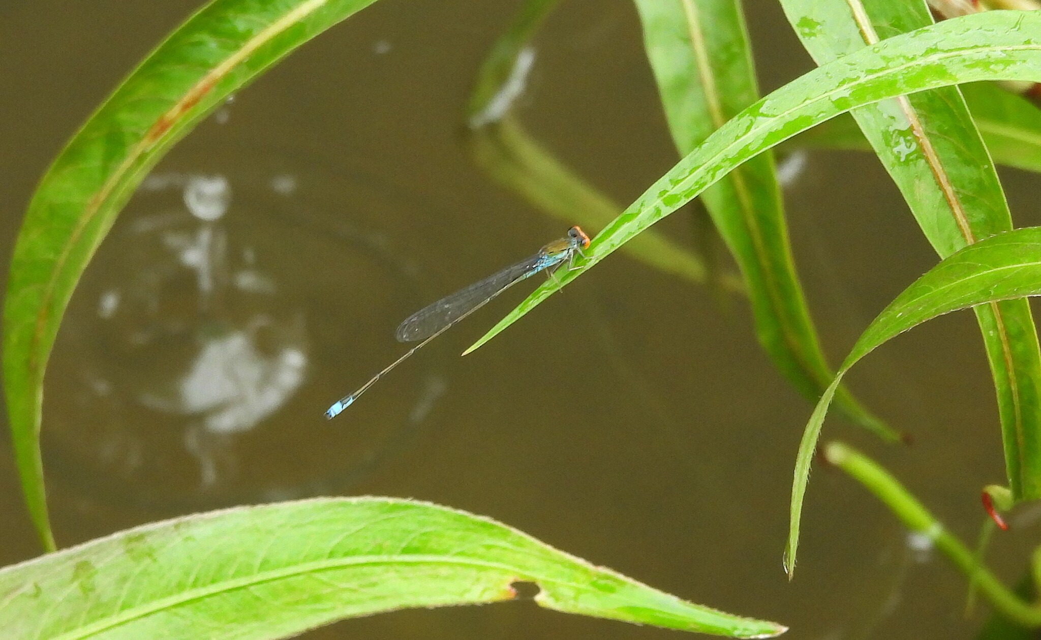 Orange-Faced Sprite