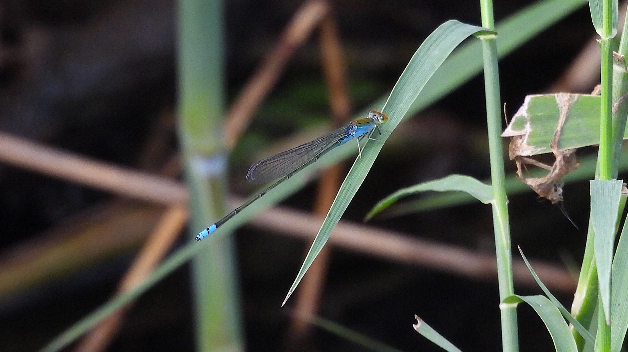 Orange-Faced Sprite