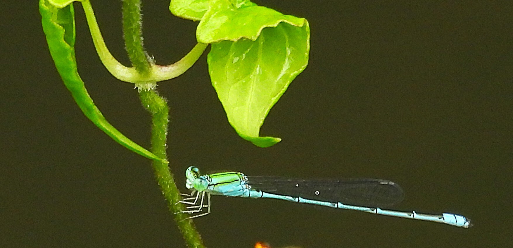 Three-Lined Sprite
