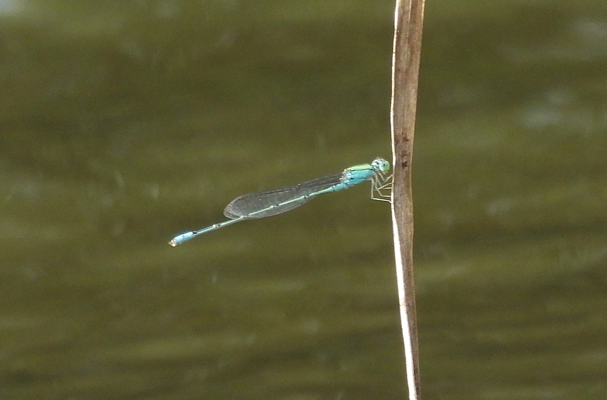 Three-Lined Sprite